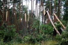 Przedłużony zakaz wstępu- leśnictwo Momoty